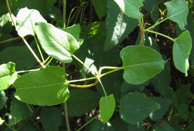 Fallopia baldschuanica (= Fallopia aubertii )
